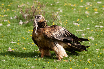 Gypaète barbu, .Gypaetus barbatus, Bearded Vulture