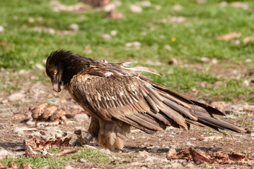 Gypaète barbu, .Gypaetus barbatus, Bearded Vulture