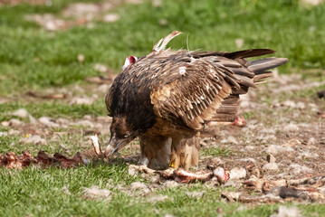 Gypaète barbu, .Gypaetus barbatus, Bearded Vulture