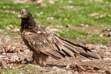 Gypaète barbu, .Gypaetus barbatus, Bearded Vulture