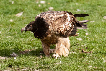 Gypaète barbu, .Gypaetus barbatus, Bearded Vulture