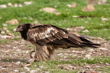 Gypaète barbu, .Gypaetus barbatus, Bearded Vulture