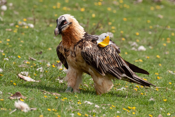 Gypaète barbu, .Gypaetus barbatus, Bearded Vulture