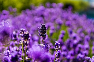 Obraz premium lavender flowers in the field