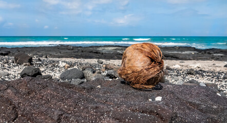 Hawaii beach coconut 