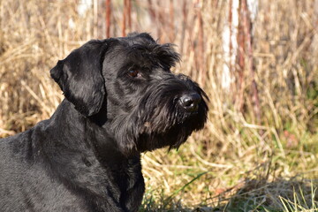 Riesenschnauzer