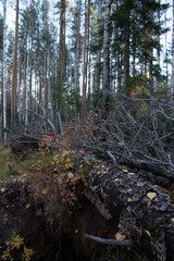 To more foto: Pexels | Danila Popov