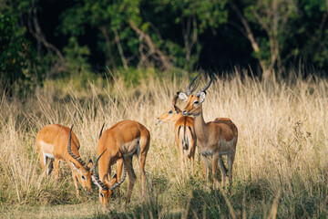 impala in the Masai Mara Kenya - obrazy, fototapety, plakaty