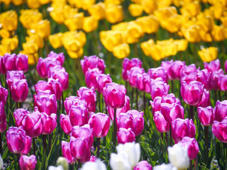 field of tulips