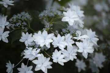 flowers in snow