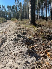 path in the forest