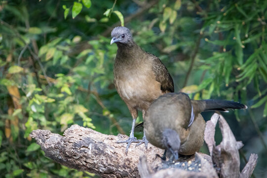 Plain Chachalaca Birds Feeding