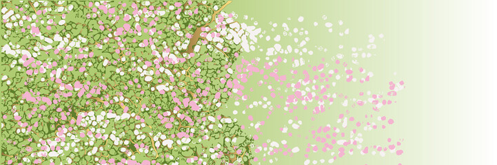 Bannière artistique d’un cerisier en fleur cadré sur une partie de l’arbre dont les pétales, blanches et roses, s’envolent avec le vent. Un symbole traditionnel de l’arrivée du printemps au Japon. - obrazy, fototapety, plakaty
