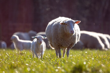 Mother ewe and child lamb are walking in a grass meadow towards the camera