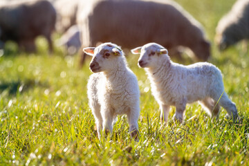 Two young lambs standing in a grass field in the sun looking to the left
