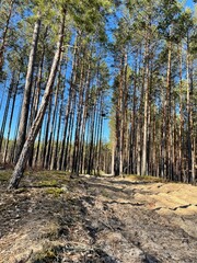 path in the forest