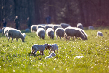 Two very young lambs practising a head-butt in a grass field in the sun with other sheep behind