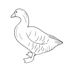 Hand drawn goose isolated. Engraved style vector illustration. Template for your design works.
