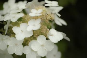 white flowers in spring