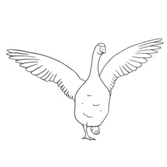 Hand drawn goose isolated. Engraved style vector illustration. Template for your design works.