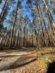 path in forest