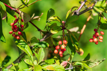 rowanberries on a branch