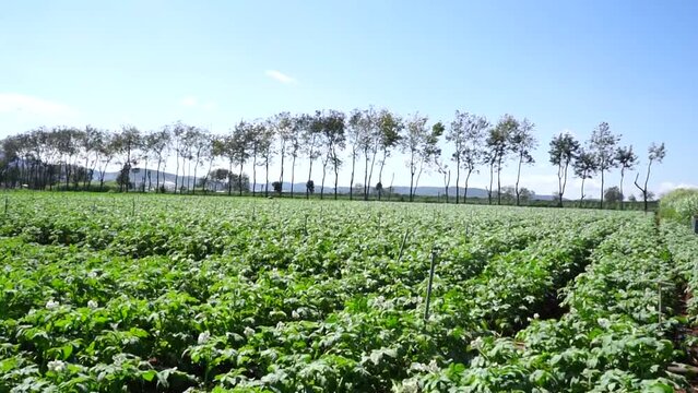 Potato and carrot plants are intercropped in the field in Don Duong 