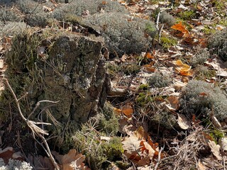 moss on the ground