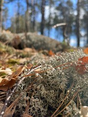 moss on the tree