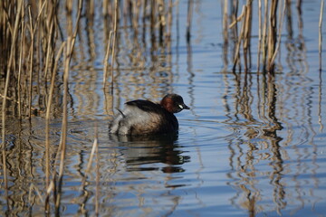 little grebe (Tachybaptus ruficollis) in its summer breeding plumage