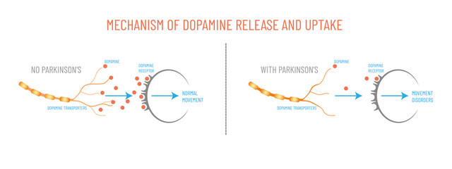 Mechanism of dopamine release and uptake