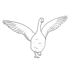Hand drawn goose isolated. Engraved style vector illustration. Template for your design works.