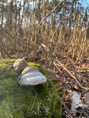 the river in the forest