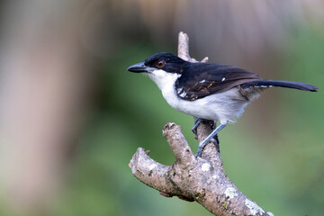The Great Antshrike also known as choró-boi perched on the branches of a tree. Species Taraba major. Animal world. Birdwatching.  Flycatcher.