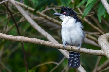 Obraz premium The Great Antshrike also known as choró-boi perched on the branches of a tree. Species Taraba major. Animal world. Birdwatching. Flycatcher.