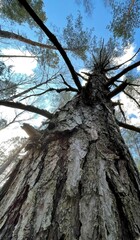 tree in the forest