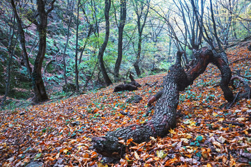 tree in the woods