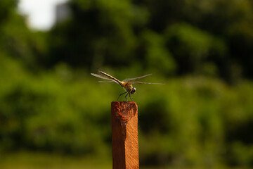 Uma libélula empoleirada em uma estaca de madeira.