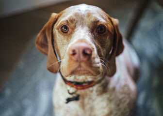 Gorgeous and distinct orange and white spotted pointer puppy looks sweetly into camera begging for food with blurred background