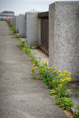 Fence and yellow flowers