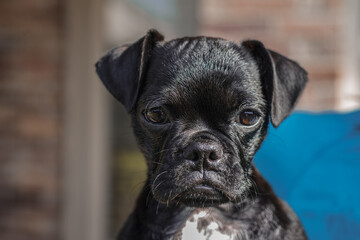 Very cute adorable black and white pug terrier puppy with floppy ears and wrinkly face held in arms looks sweetly