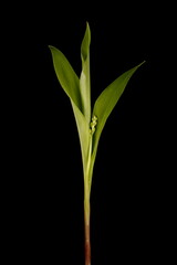 Lily-of-the-Valley (Convallaria majalis). Emerging Plant Closeup