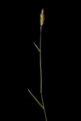 Sweet Vernal Grass (Anthoxanthum odoratum). Habit Closeup