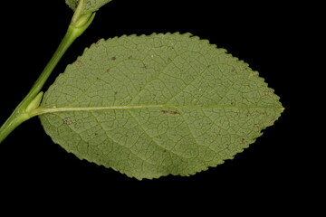 Bilberry (Vaccinium myrtillus). Leaf Closeup