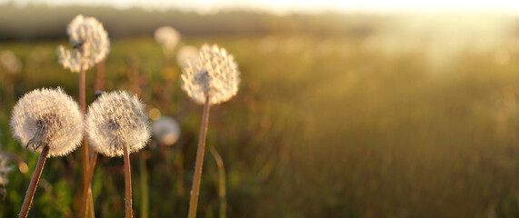 fluffy balls of dandelions in the rays of the setting sun on the background of the meadow. summer sunset in the village