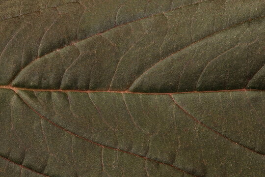 Red Amaranth (Amaranthus cruentus). Leaf Detail Closeup