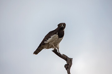 Black Chested Snake Eagle (Circaetus pectoralis) 13870