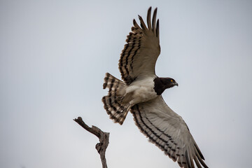 Black Chested Snake Eagle (Circaetus pectoralis) 13873