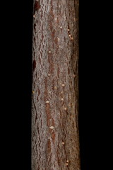 Plum (Prunus domestica). Wintering Twig Detail Closeup