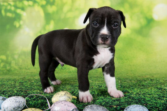 Black and white American Staffordshire Terrier puppy with Easter eggs